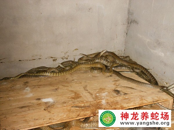 水律蛇养殖技术视频