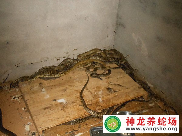 水律蛇养殖技术视频