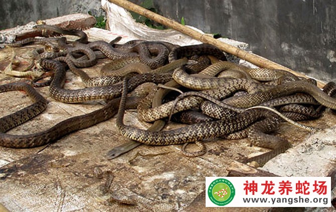 水律蛇养殖技术视频