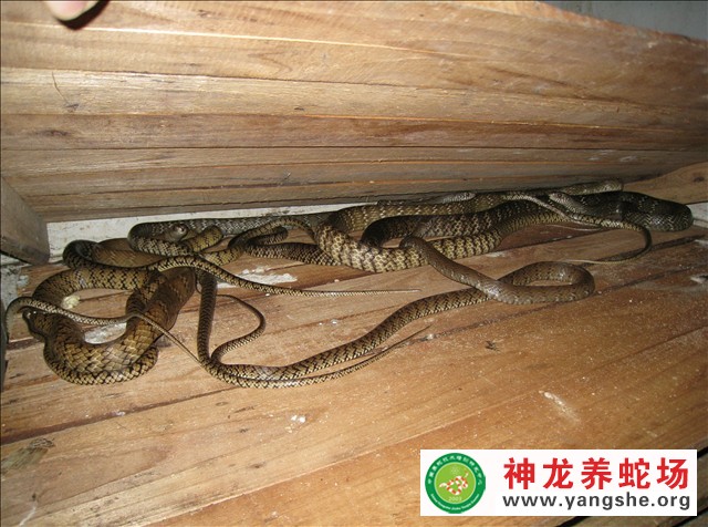 水律蛇养殖技术视频