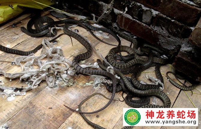 水律蛇养殖视频（四月龄）