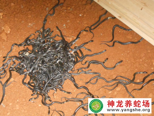 眼镜蛇幼蛇养殖视频