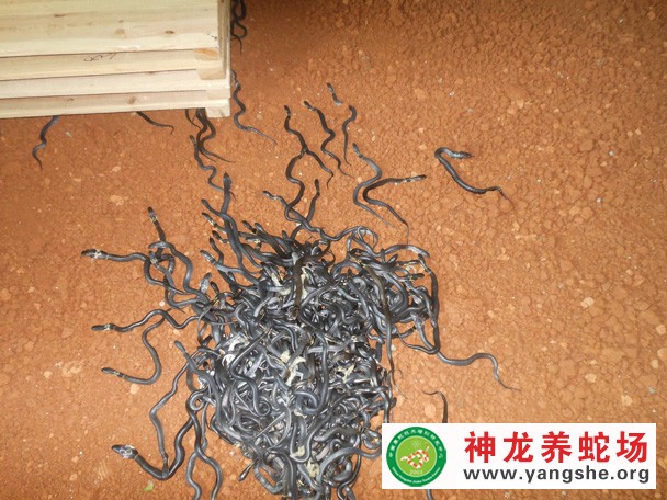 眼镜蛇幼蛇养殖视频