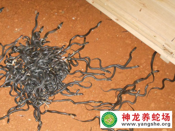 眼镜蛇幼蛇养殖视频