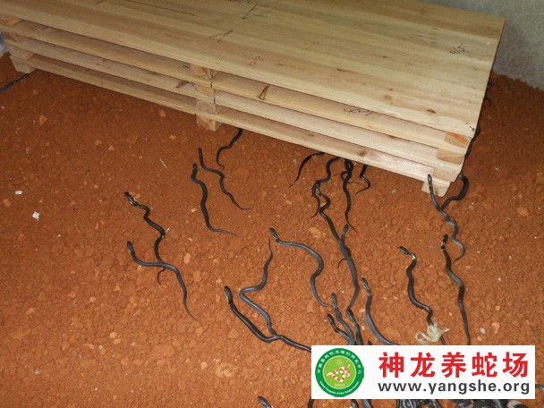 眼镜蛇幼蛇养殖视频