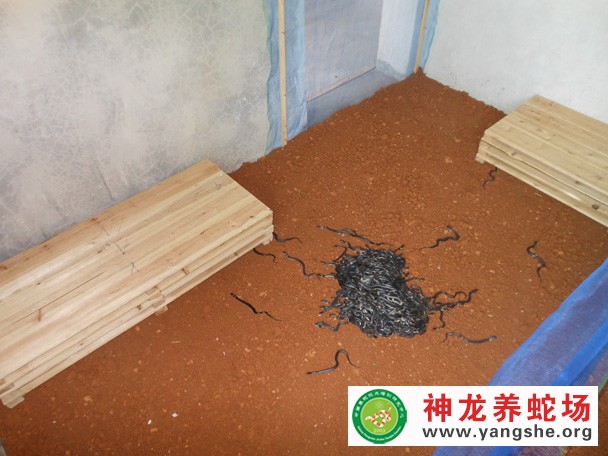 眼镜蛇幼蛇养殖视频