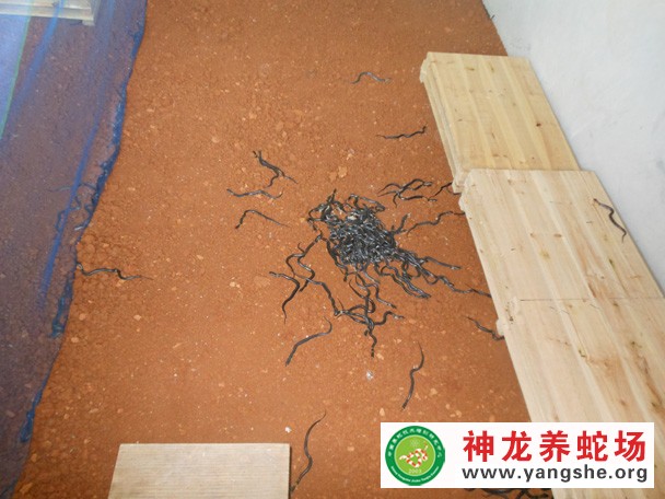 眼镜蛇幼蛇养殖视频