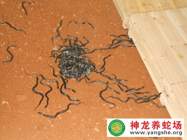 眼镜蛇幼蛇养殖视频