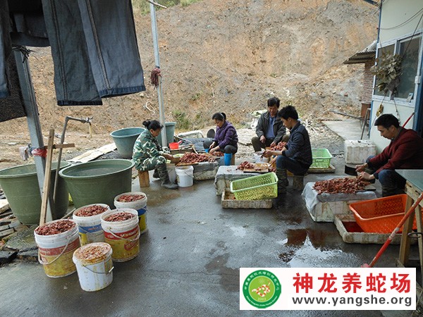 养蛇饲料加工,养蛇饲料投喂,养蛇场日常工作