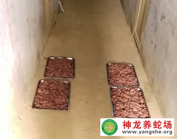 养蛇饲料加工,养蛇饲料投喂,养蛇场日常工作