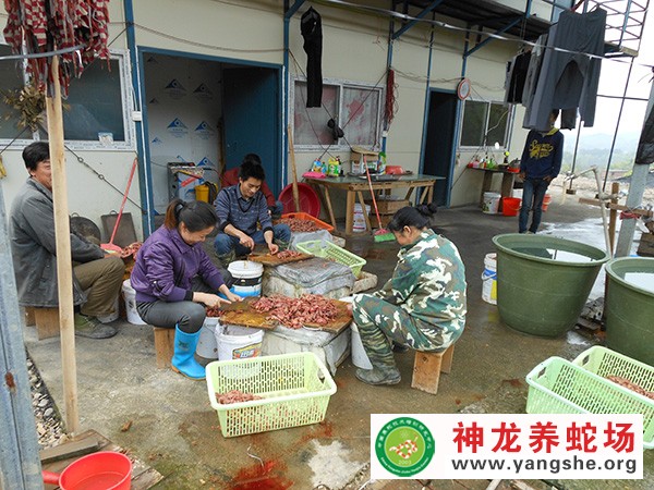 养蛇饲料加工,养蛇饲料投喂,养蛇场日常工作