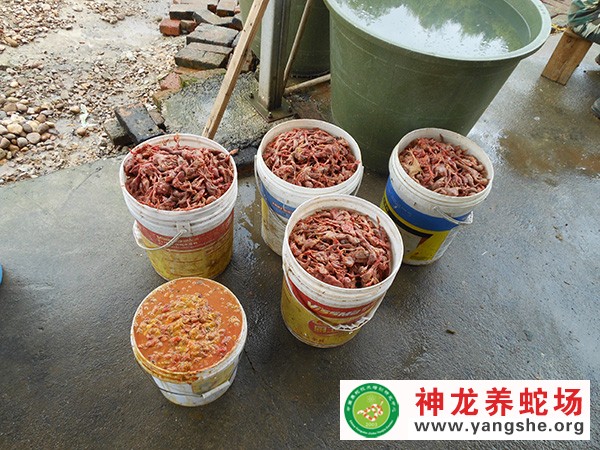 养蛇饲料加工,养蛇饲料投喂,养蛇场日常工作