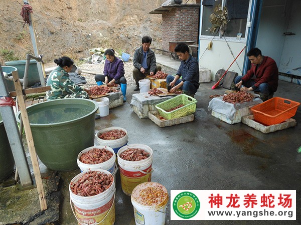 养蛇饲料加工,养蛇饲料投喂,养蛇场日常工作