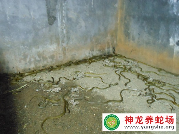 水律蛇幼蛇养殖视频
