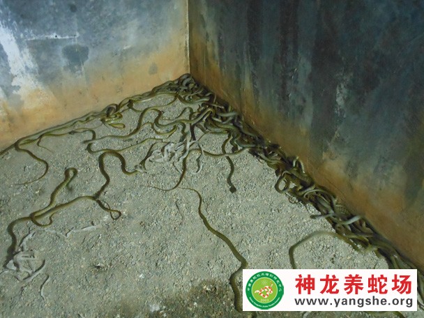 水律蛇幼蛇养殖视频