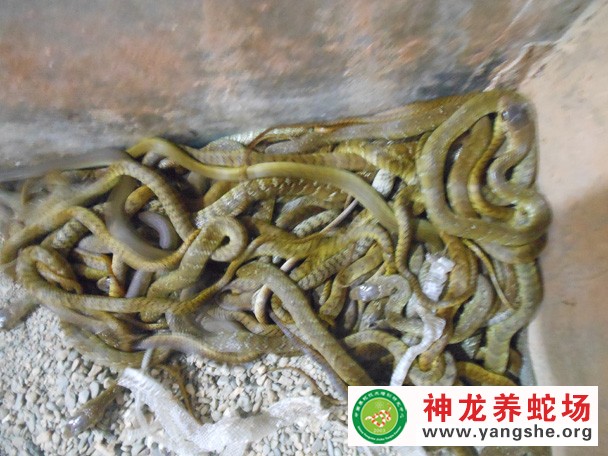 水律蛇幼蛇养殖视频