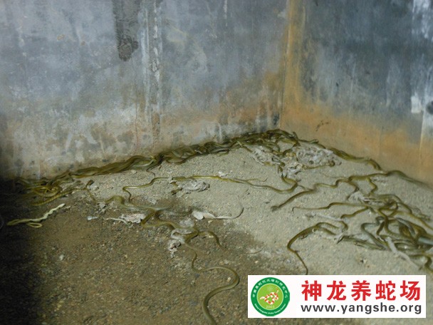 水律蛇幼蛇养殖视频