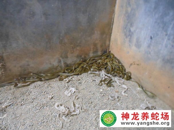 水律蛇幼蛇养殖视频