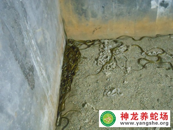 水律蛇幼蛇养殖视频