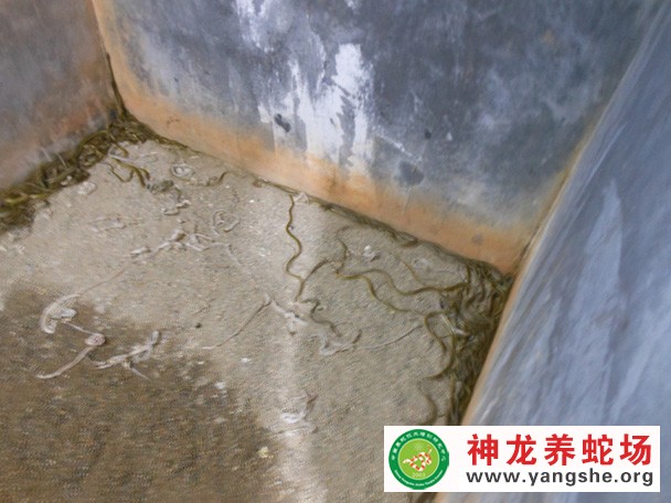 水律蛇幼蛇养殖视频