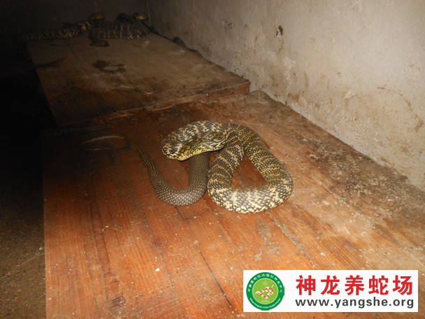 大王蛇养殖视频,大王蛇养殖技术视频