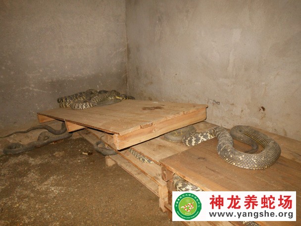 大王蛇养殖视频,大王蛇养殖技术视频