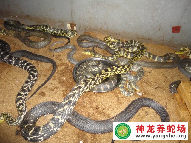 六月龄大王蛇养殖视频