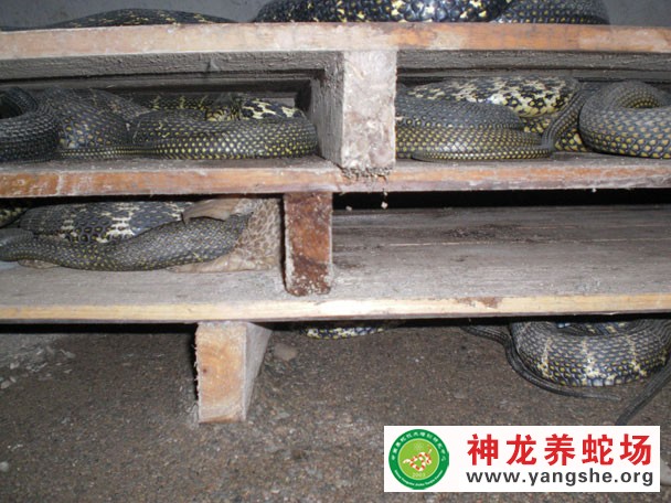 六月龄大王蛇养殖视频