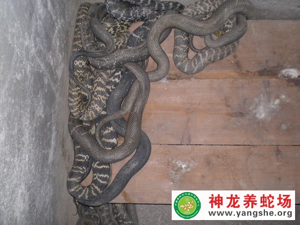 六月龄大王蛇养殖视频
