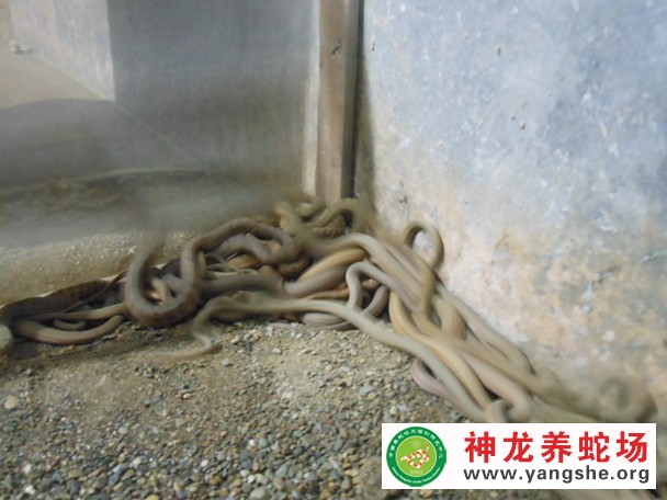 大王蛇幼蛇养殖视频,大王蛇幼蛇开口技术,大王蛇幼蛇养殖图片