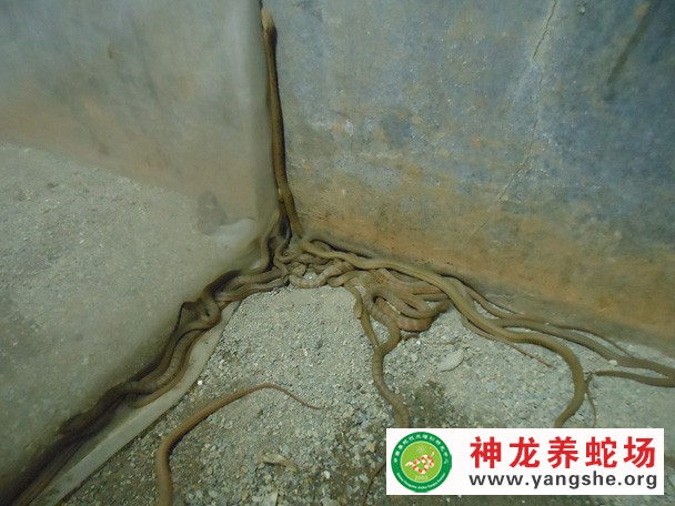 大王蛇幼蛇养殖视频,大王蛇幼蛇开口技术,大王蛇幼蛇养殖图片