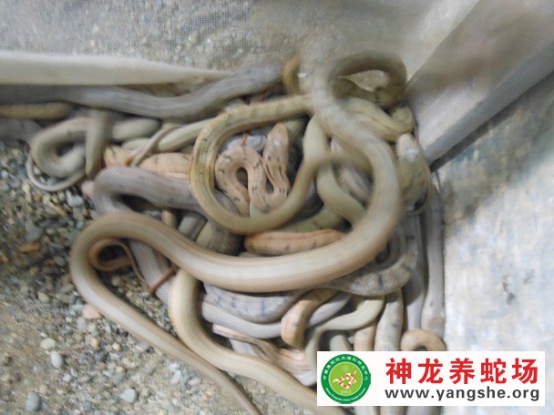 大王蛇幼蛇养殖视频,大王蛇幼蛇开口技术,大王蛇幼蛇养殖图片