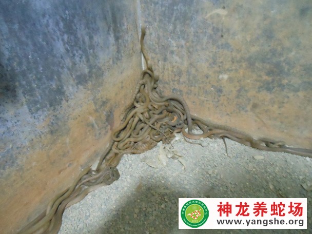 大王蛇幼蛇养殖视频,大王蛇幼蛇开口技术,大王蛇幼蛇养殖图片