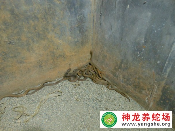 一月龄大王蛇幼蛇养殖视频