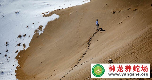 神龙养蛇场,演员陈坤,宣传片拍摄