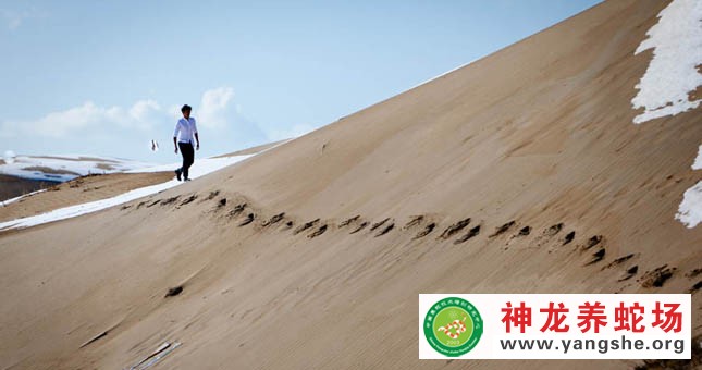 神龙养蛇场,演员陈坤,宣传片拍摄