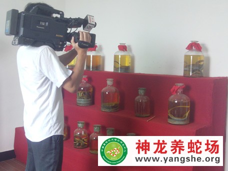 中央电视台七套农广天地采访神龙养蛇场分场