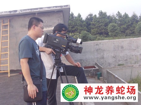 中央电视台七套农广天地采访神龙养蛇场分场