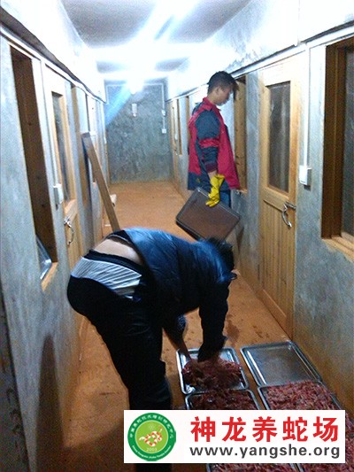 神龙养蛇技术培训视频