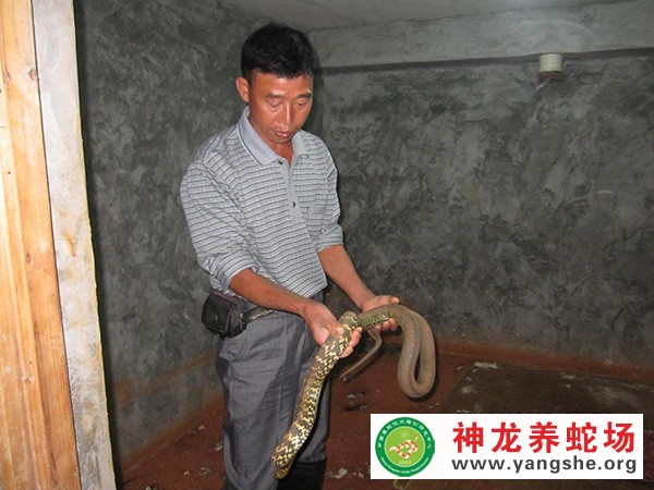 神龙养蛇技术培训视频