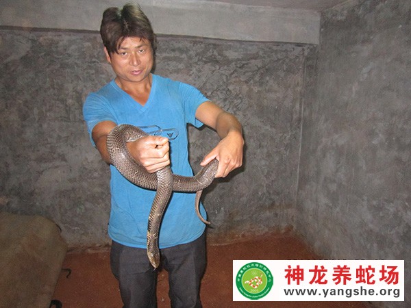 神龙养蛇技术培训视频