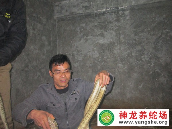 I神龙养蛇技术培训视频