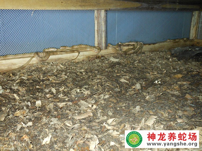 大王蛇幼蛇发酵床养殖,发酵床养蛇技术视频