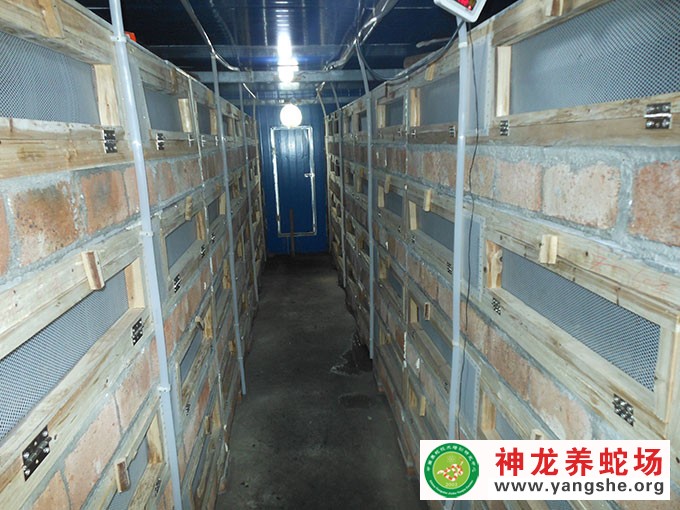 大王蛇幼蛇发酵床养殖,发酵床养蛇技术视频