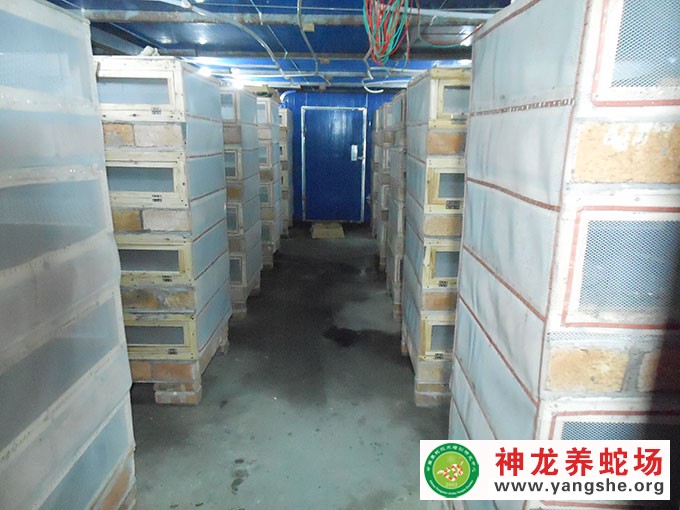 大王蛇幼蛇发酵床养殖,发酵床养蛇技术视频