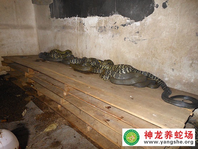 大王蛇种蛇发酵床养殖,发酵床养蛇技术视频
