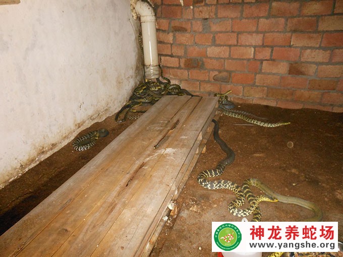 大王蛇养殖视频,发酵床养蛇技术视频