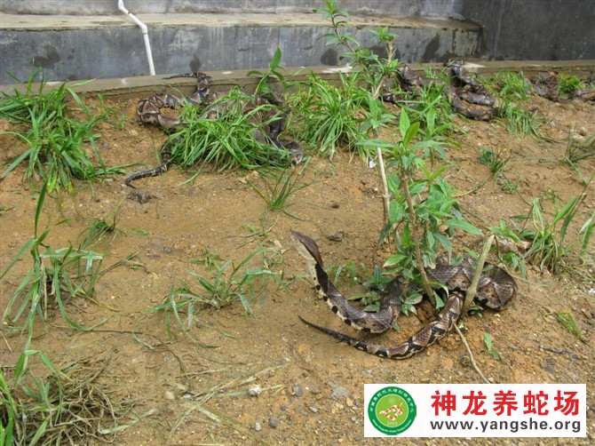 五步蛇养殖视频,五步蛇生态养殖,五步蛇养殖场