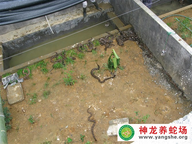 五步蛇养殖视频,五步蛇生态养殖,五步蛇养殖场