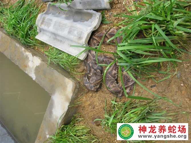 五步蛇养殖视频,五步蛇生态养殖,五步蛇养殖场